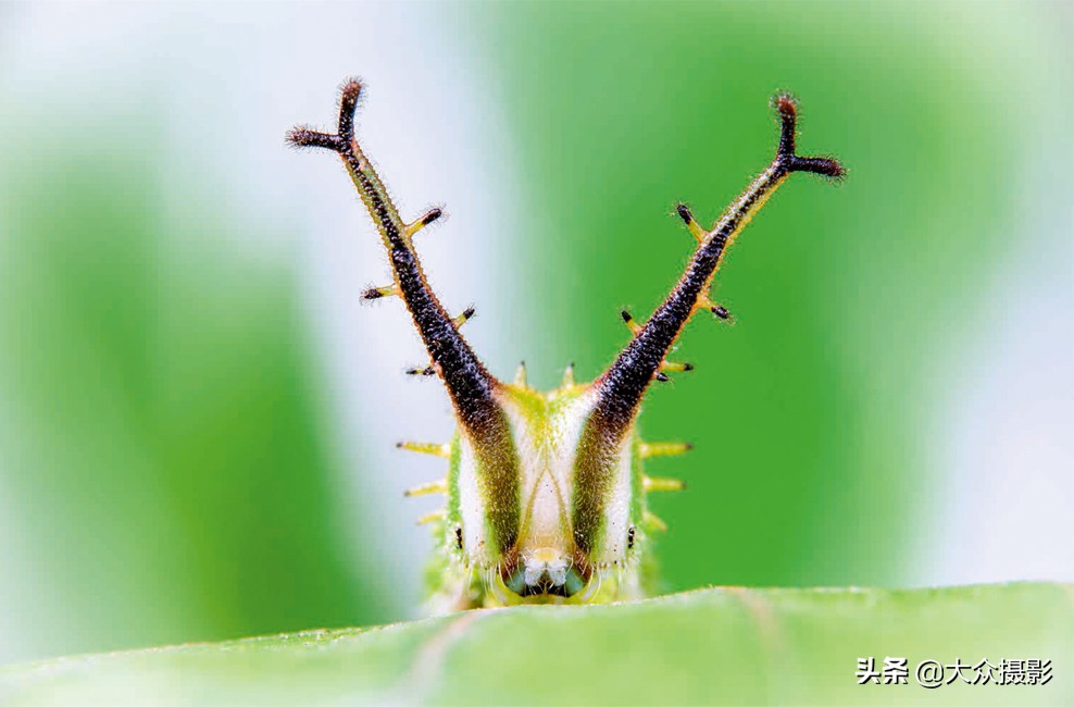 美丽之上,自然生态摄影介绍