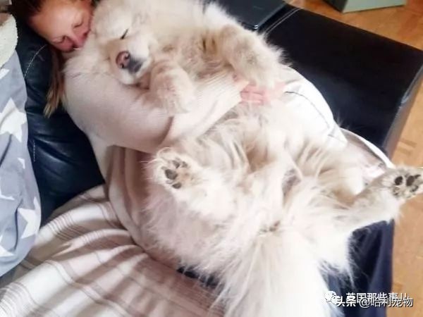 要狗看门？千万别选萨摩耶！这货除了笑不会干别的了