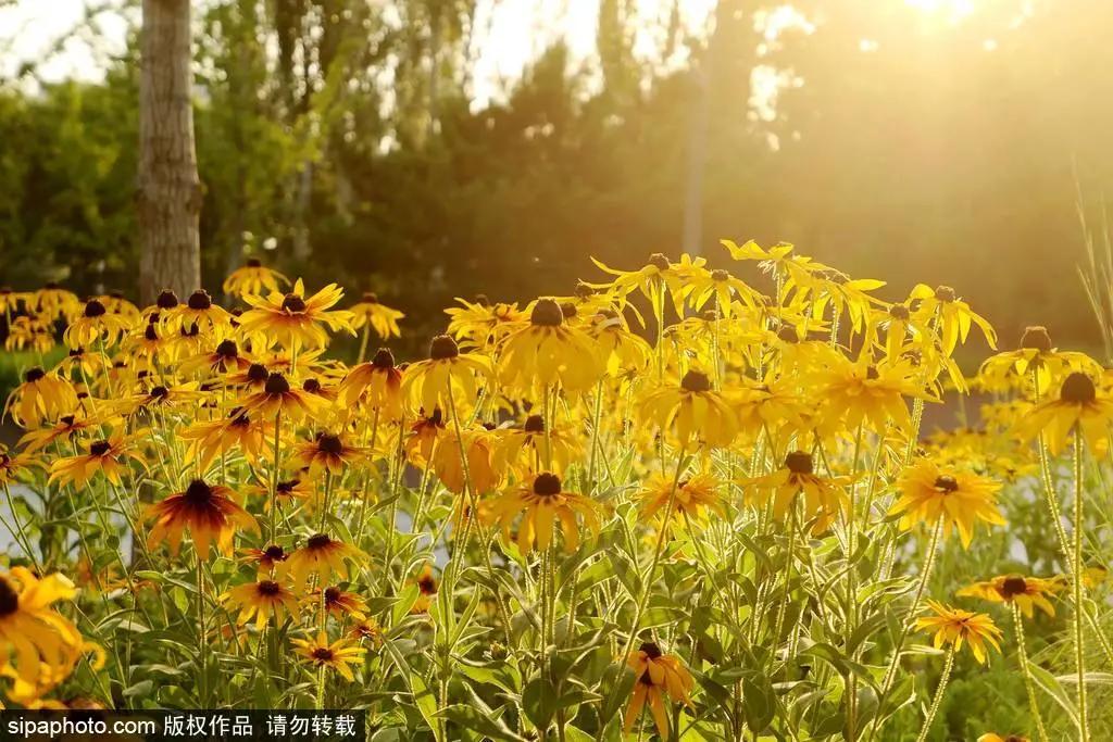 小暑福利活动,今日小暑暑热来袭如何觅得清凉