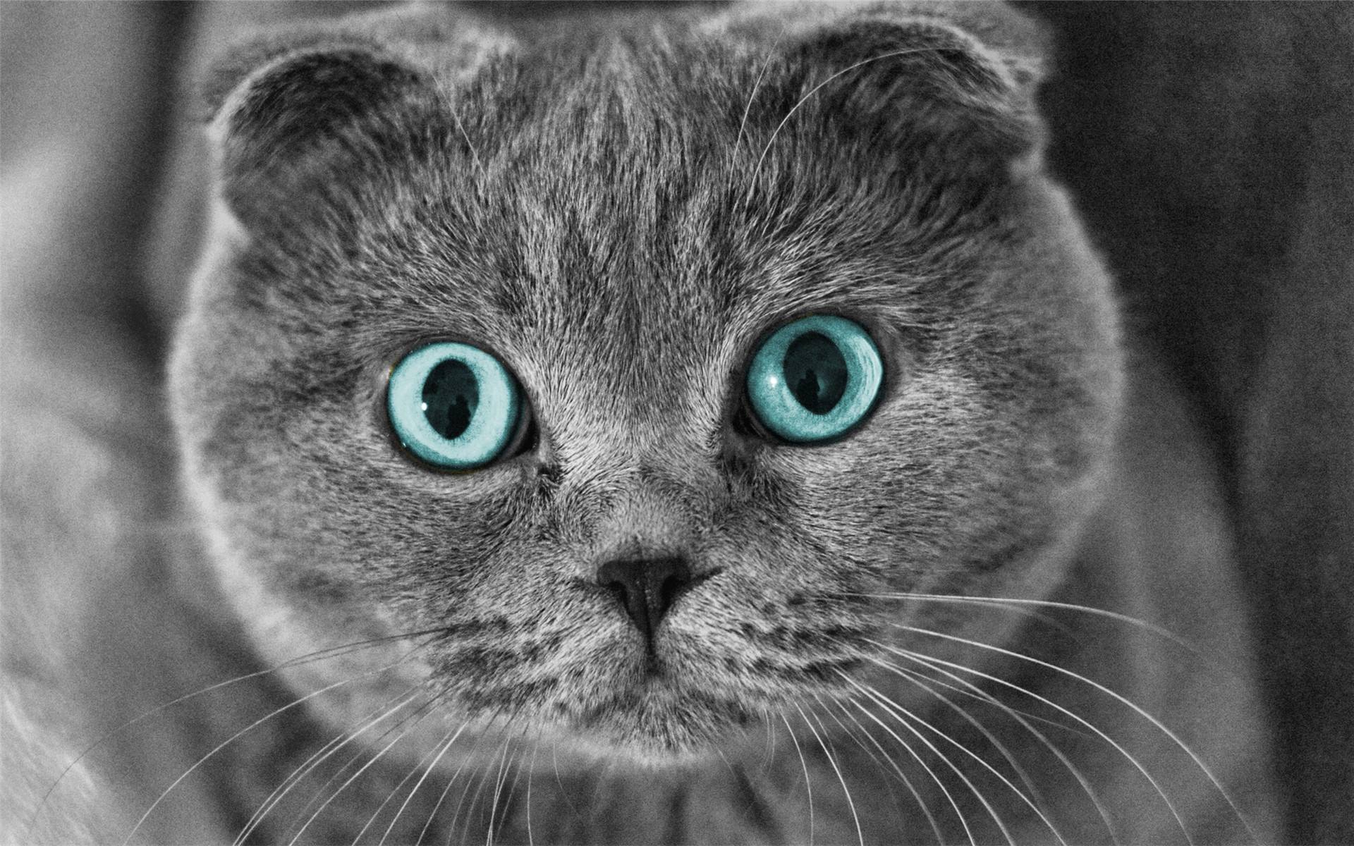 家里养猫怎么去除猫臭味,养了猫之后家里有莫名的屎臭味