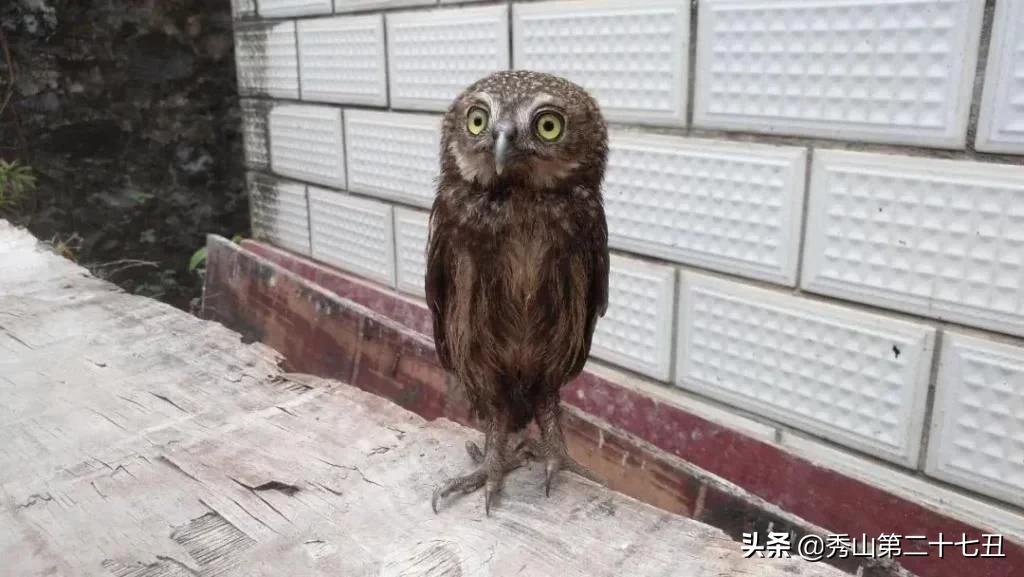 猫头鹰携家带口来“作客”，福绵这个医生好有爱，“好肉”招待