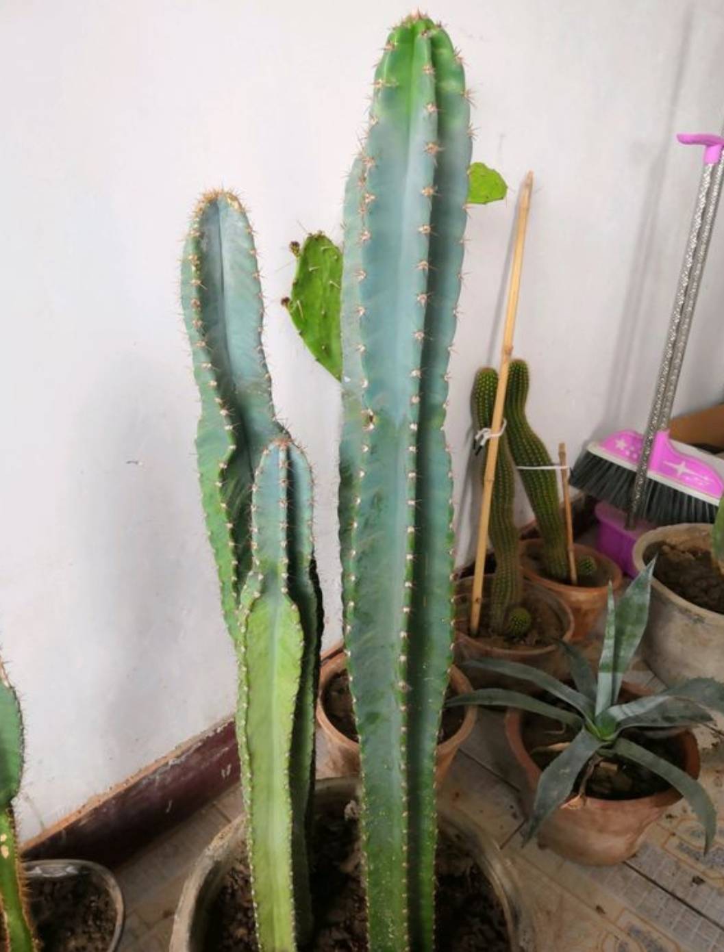 量天尺如何养得又粗又直,量天尺怎么养才能养得又肥又胖