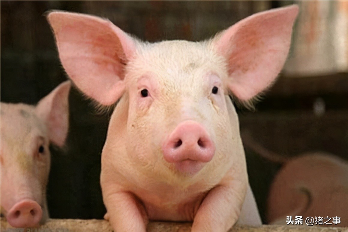 养猪人要懂的知识,生猪养殖结构图