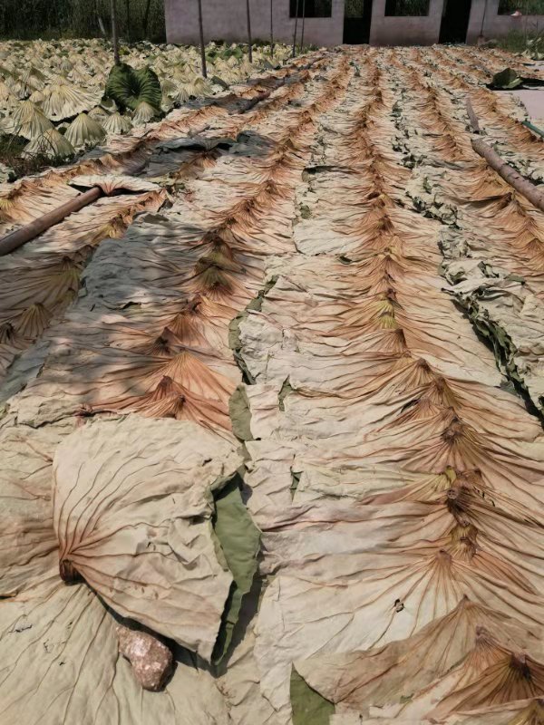 中国最纯净的淡水湖,国内的十大淡水湖