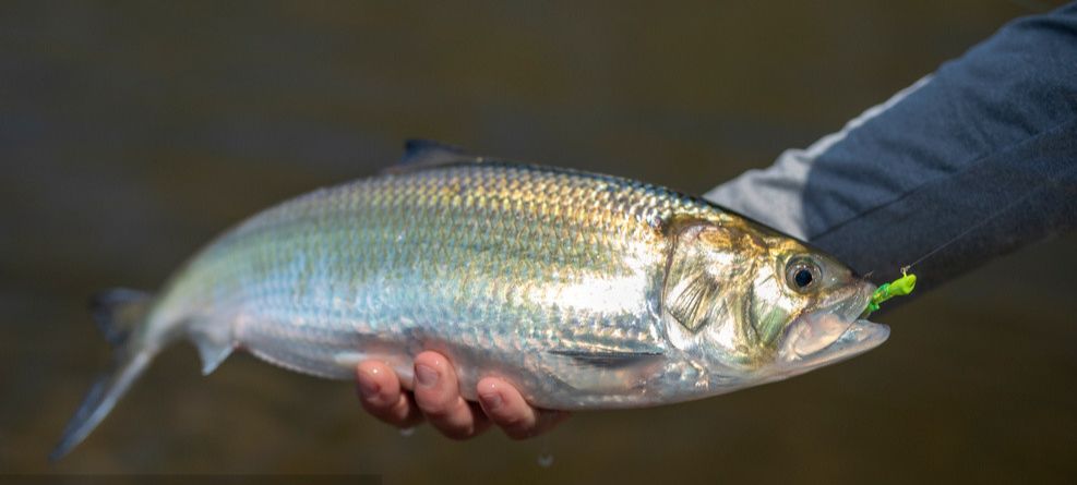 鱼儿食欲怎么样,鱼儿是怎么吃东西