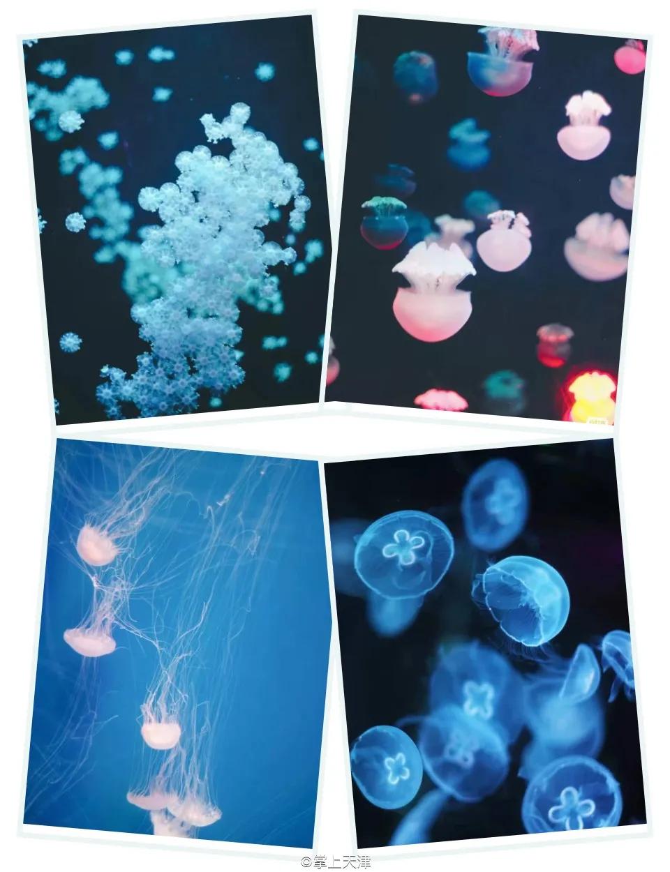 天津海昌极地海洋世界年票,天津海昌极地海洋99票价真实性