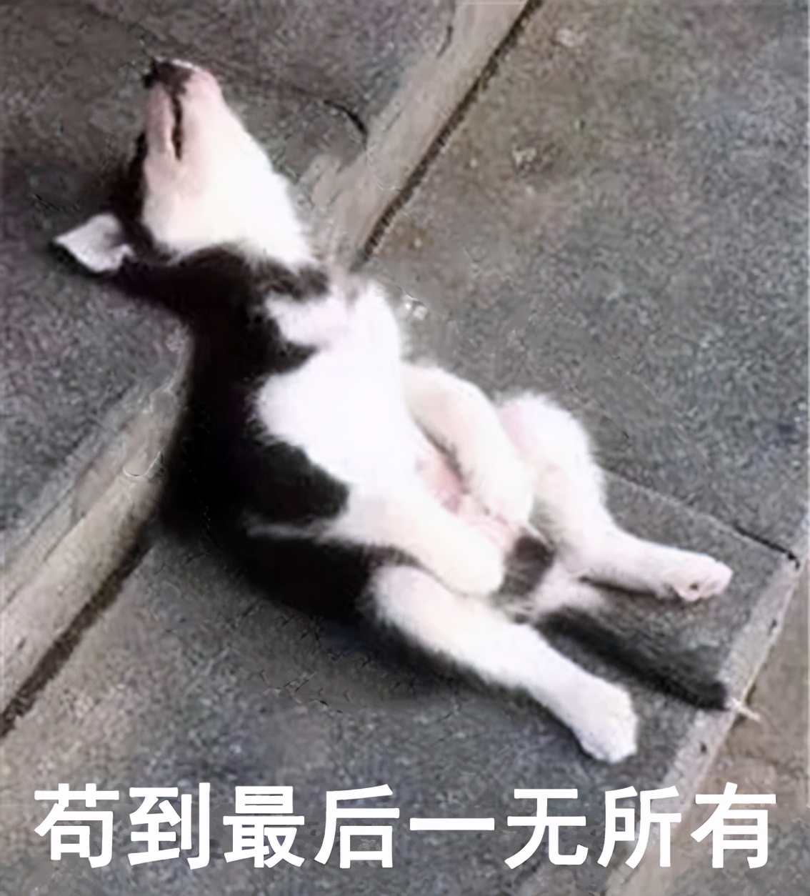 “你太苟了”表情包：做人就是要苟且偷生啦