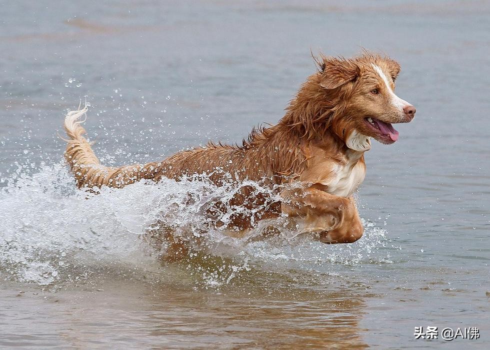 美国最受欢迎的100组小狗名字