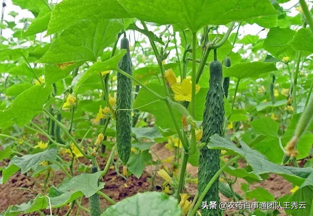 黄瓜怎么管理才能多开花多结果,水果黄瓜的种植时间和管理方法