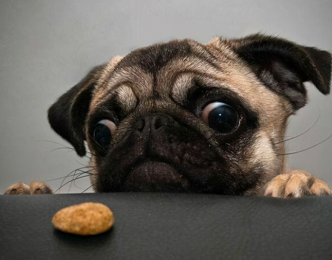 巴哥犬掉毛厉害怎么解决,巴哥犬不吃东西什么原因