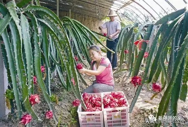 疆优质特产,盘点十大新疆的特产