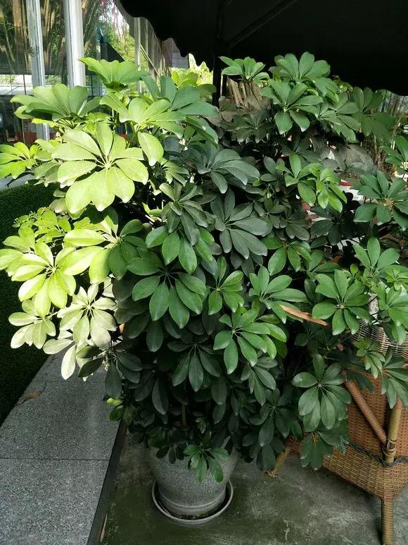 吊兰和绿萝哪个吸甲醛好养,绿萝和吊兰能清除甲醛吗