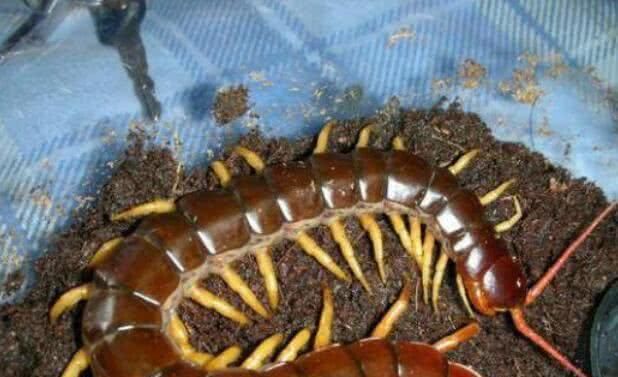 世界上毒性最强的五条蜈蚣,最常见的蜈蚣有几种
