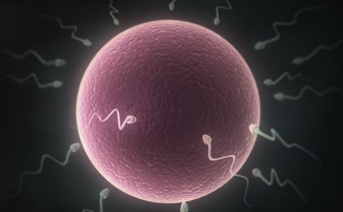 精子遇到卵子结合要多久,没有与卵细胞结合的精子去哪了