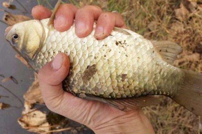 悄悄跟你说，蚯蚓钓鱼大有讲究，唯独这四个用法最关键，别外传