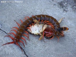 民间真有下蛊这种邪术吗,民间邪术养蛊是真的吗