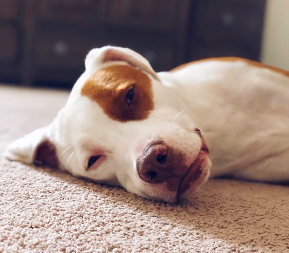 宠物狗不小心吃了塑料袋怎么办,宠物狗不小心吃了塑料袋