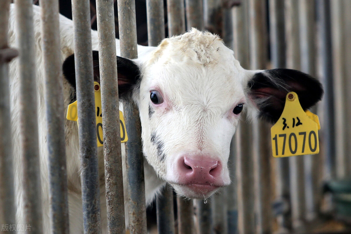 冷应激对奶牛的影响,热应激对奶牛牛奶的指标影响