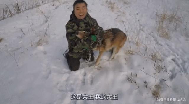 养狼disco：我在*疆新**，把狼养成了哈士奇