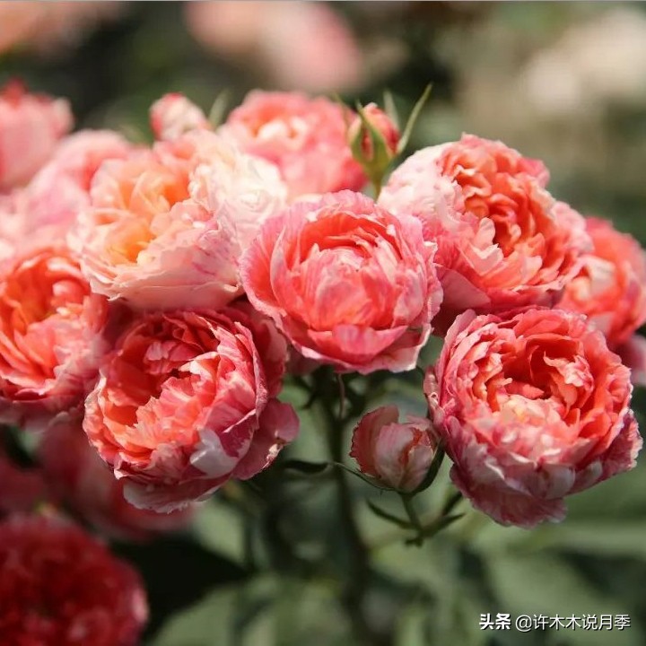 切花大全100种,鲜花大全50种花的花语