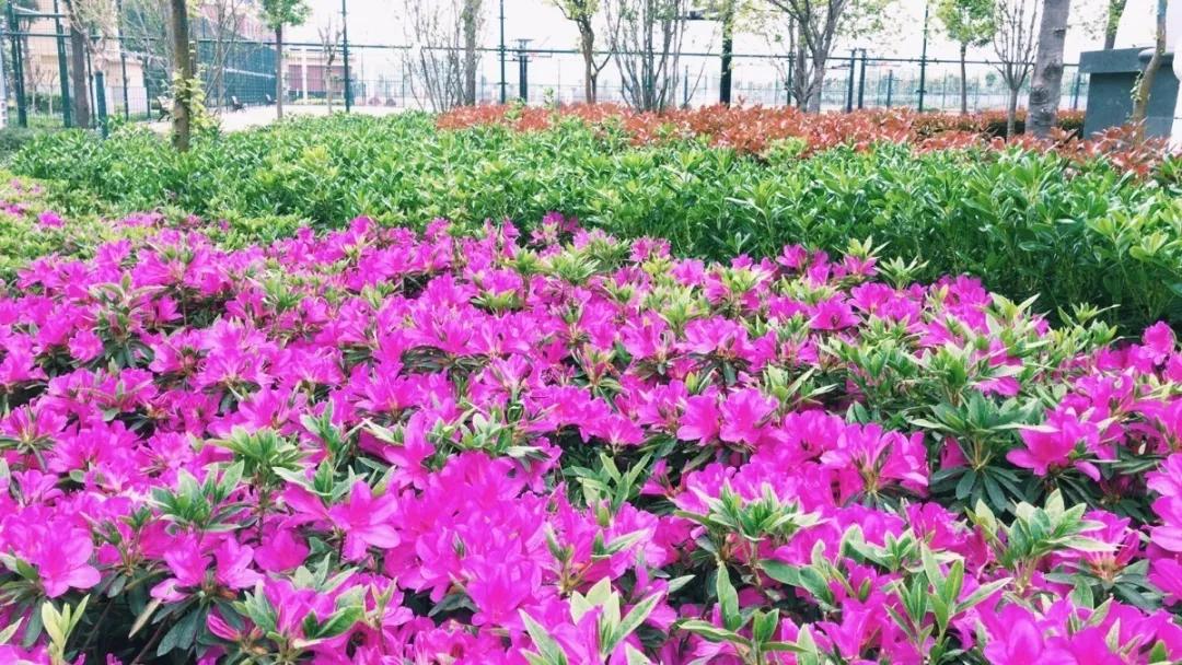 许昌市实验中学招生电话,许昌魏都区实验中学招生公告