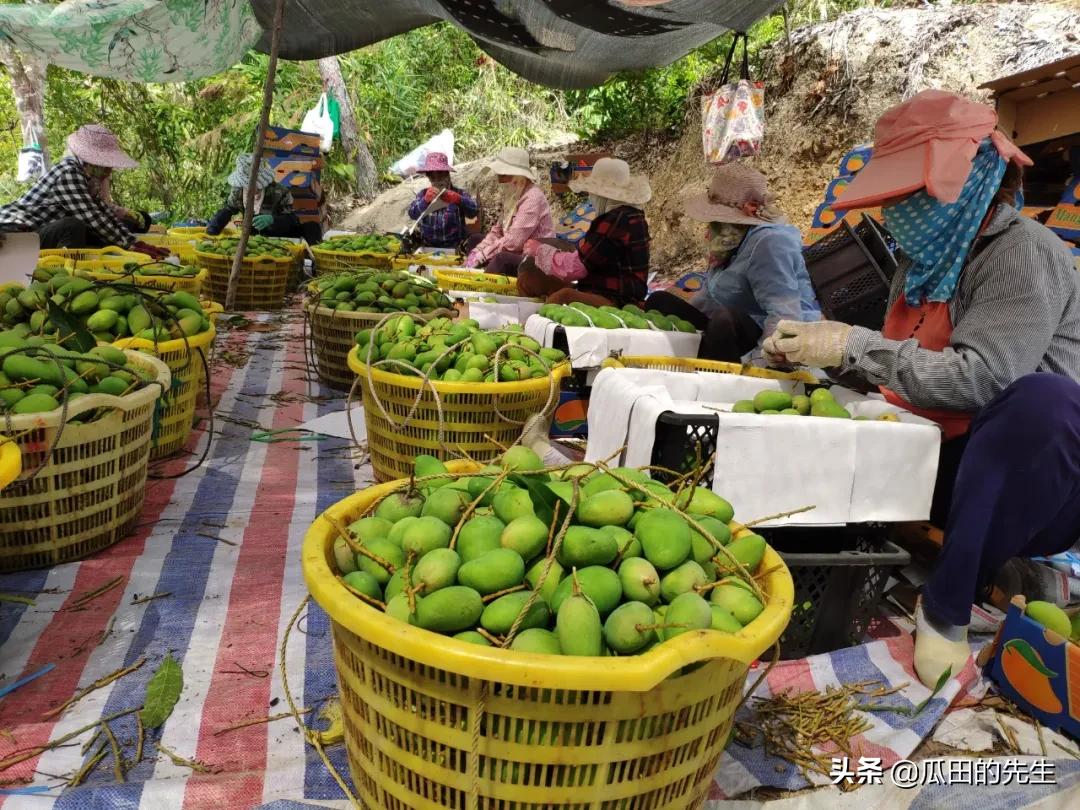 海南小台芒皮薄肉厚甘甜多汁,海南正宗台芒芒果