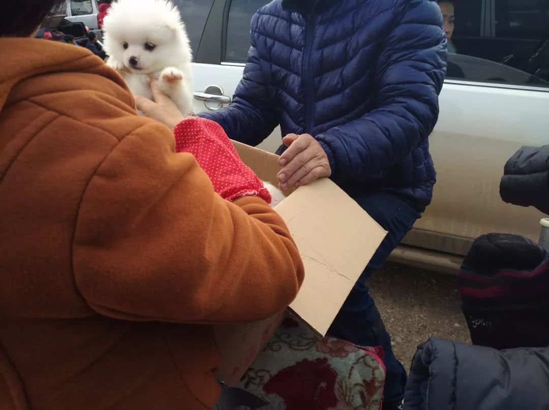 哪里出售贵宾幼犬,白色贵宾幼犬哪里有卖的