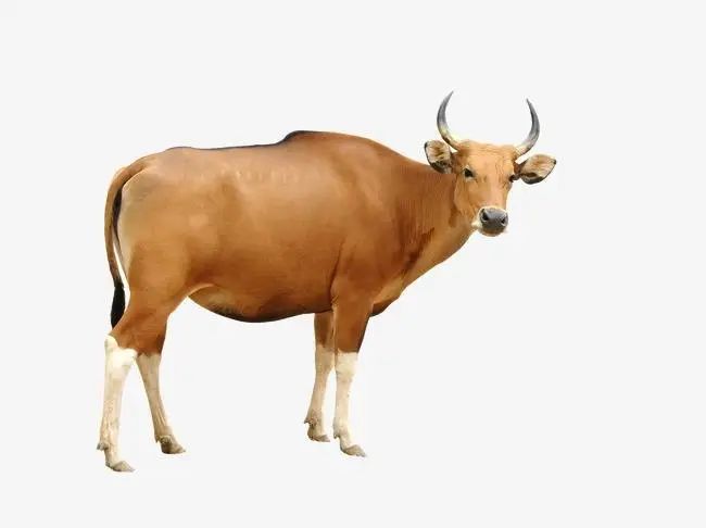 许家印南柯一梦,许家印一剑开天