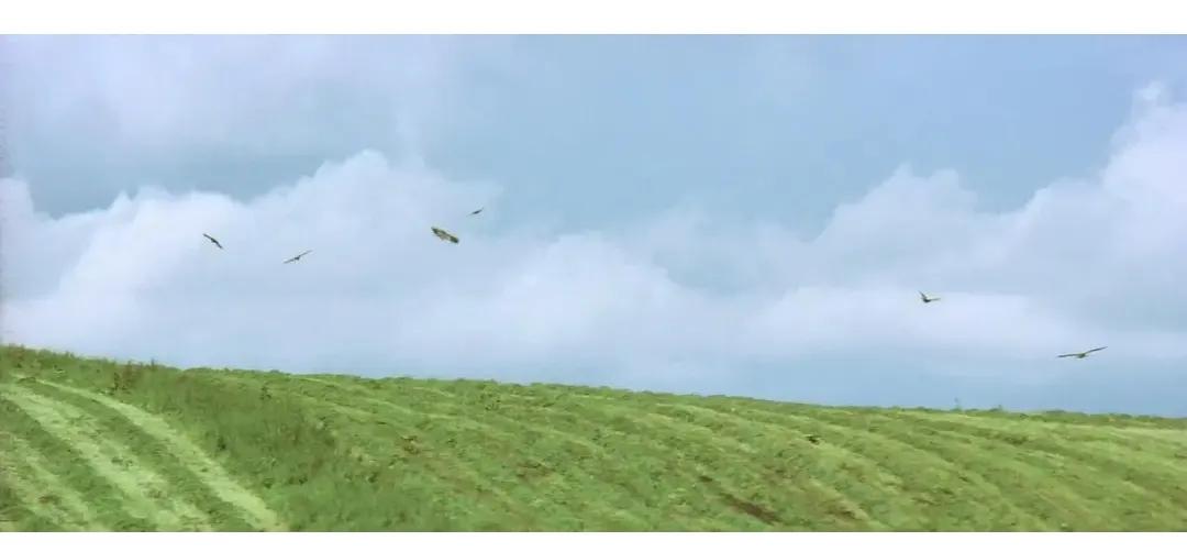 远山的呼唤百科内容,远山的呼唤国语版