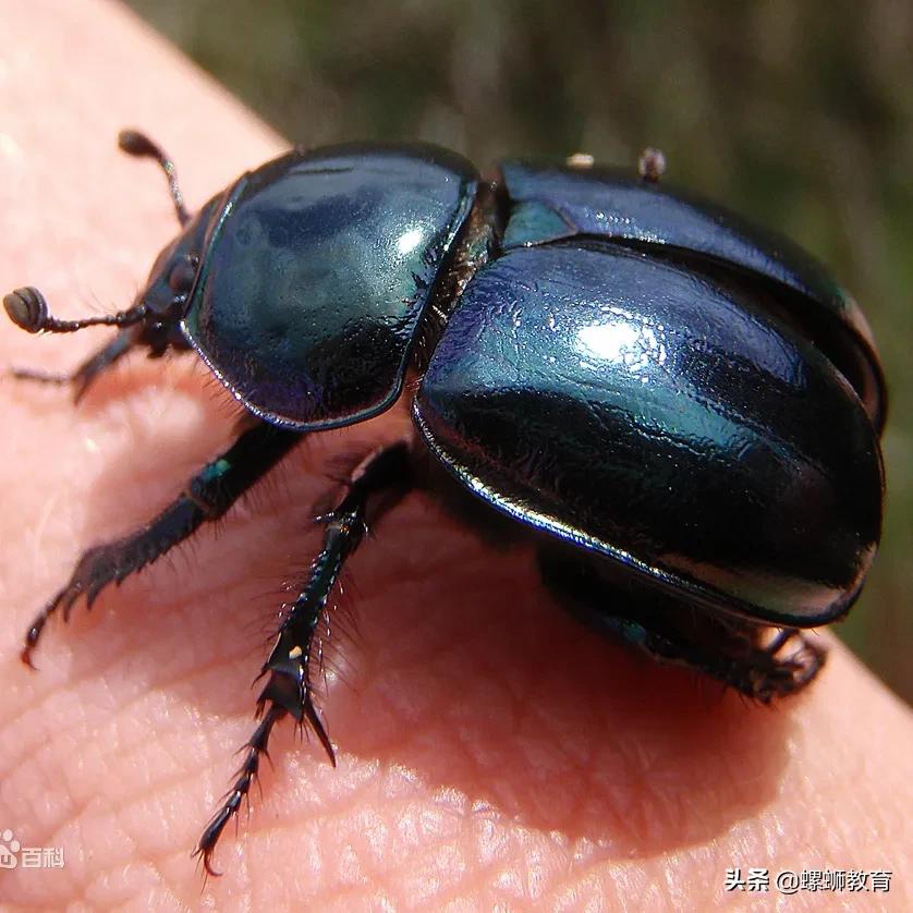 名著阅读昆虫记综合练习,课外阅读昆虫记必考题目