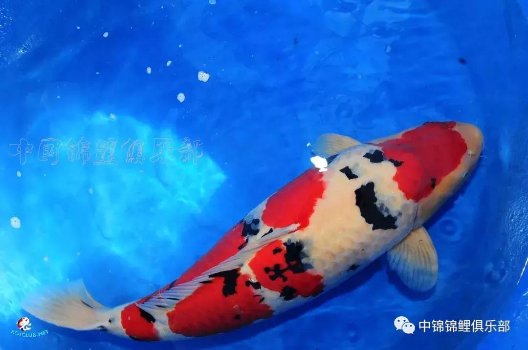 养巨鲤的正确方法图解,养鲤技术教程大全