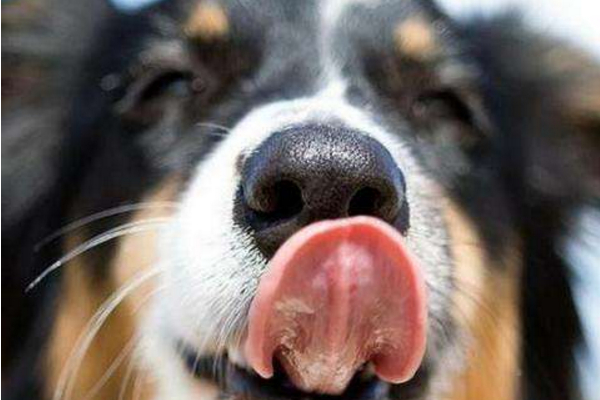 狗鼻子潮湿有鼻涕,为什么狗狗的鼻子总是湿湿的