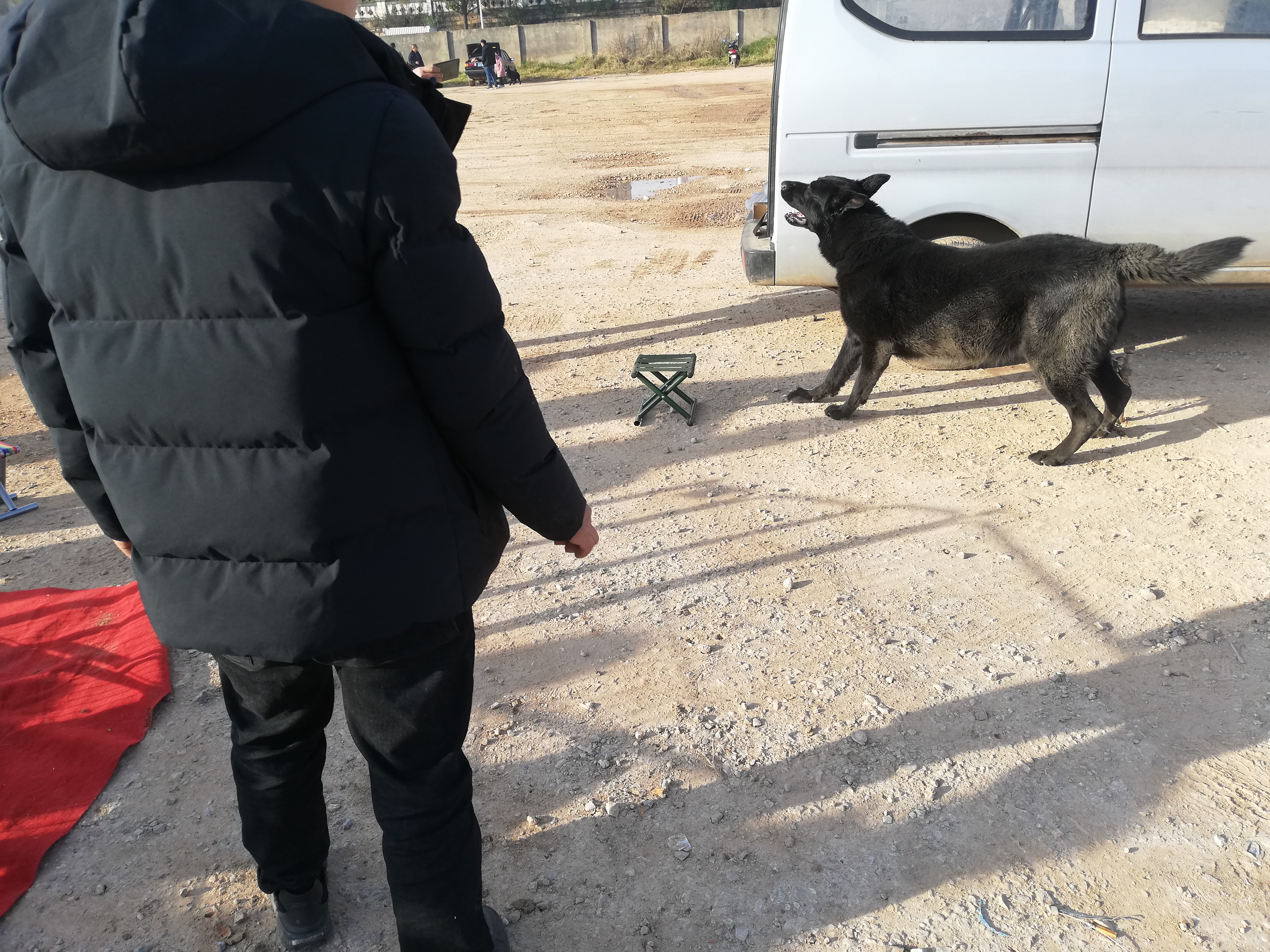 出售黑狼犬最新视频,最便宜黑狼犬幼犬出售最新