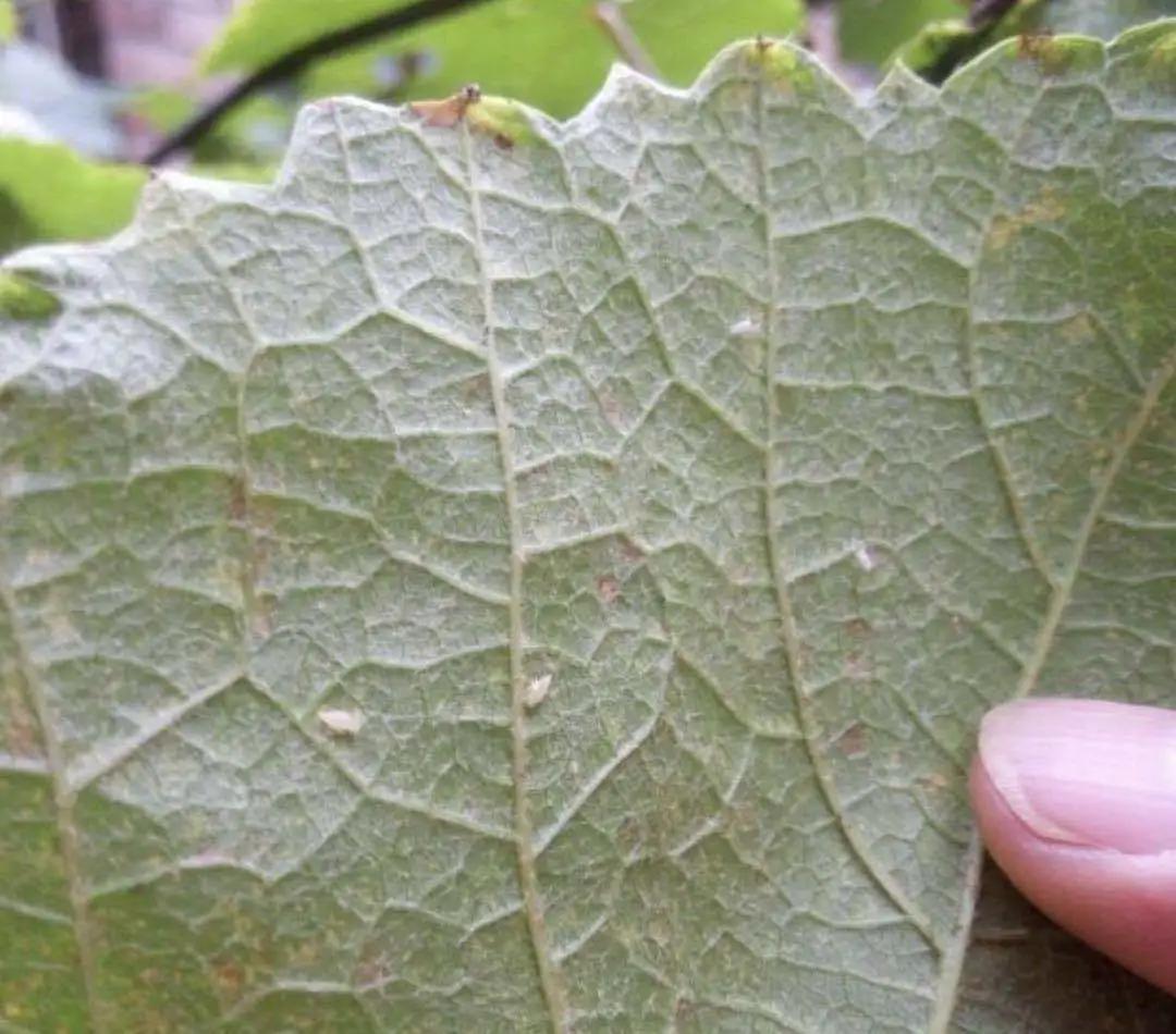 葡萄叶蝉的防治方法,葡萄上的小飞虫怎样防治