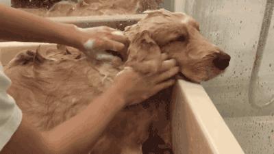 为啥狗去宠物店洗澡就老实了,狗为什么要去宠物店洗澡