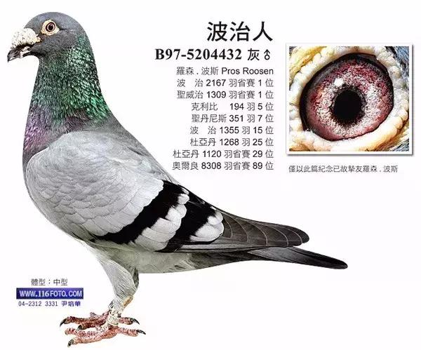 赛鸽要什么样的鸽子才好,养鸽子选什么品种的鸽子最好