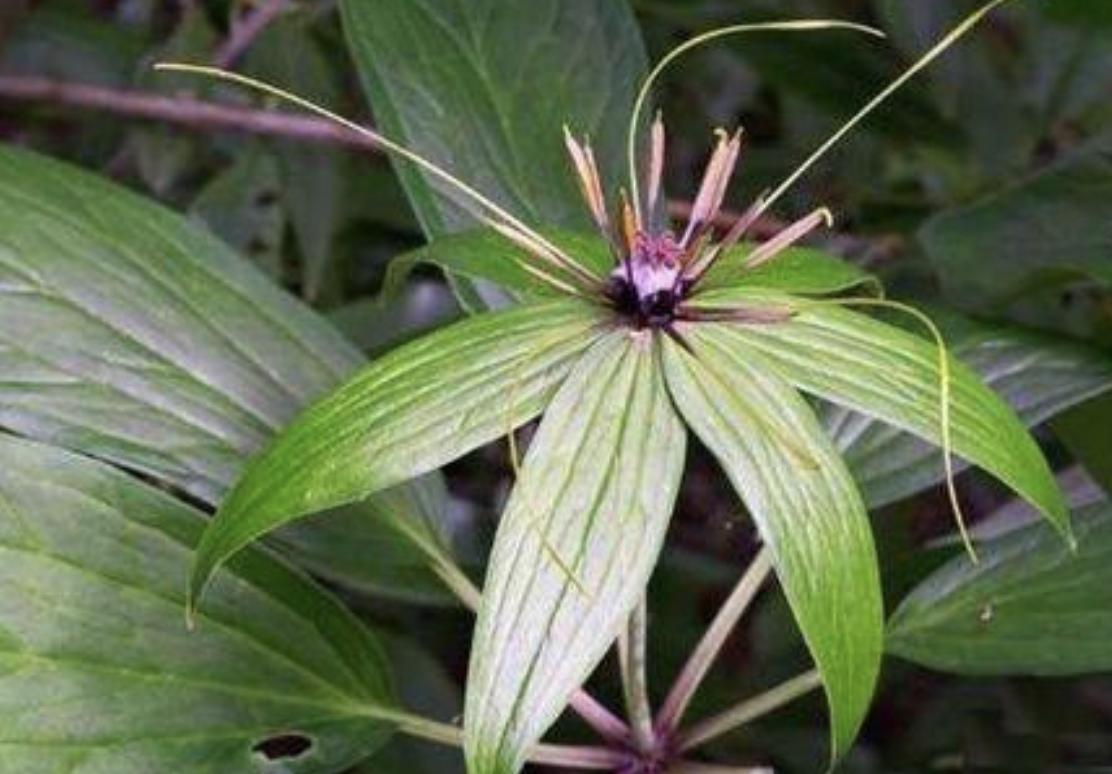 植物花草七叶莲,野生七叶莲一般生长在什么环境