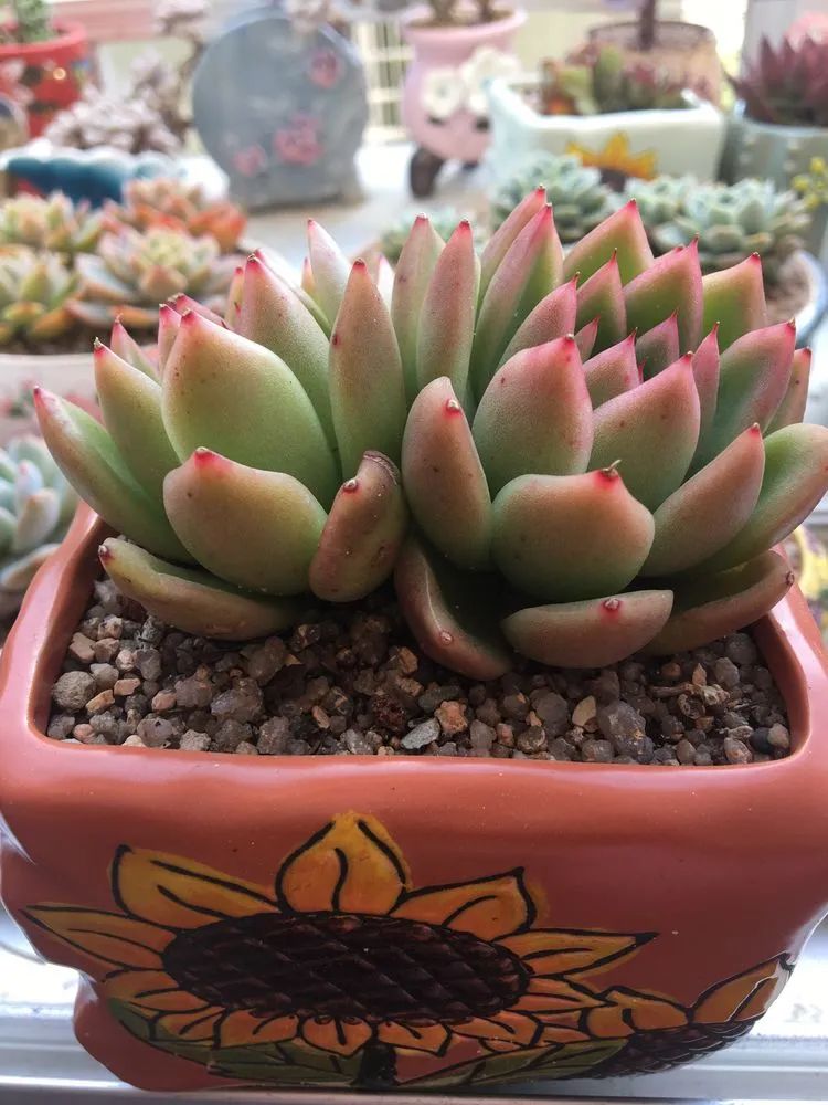 五颜六色的透明多肉,颜色超好看的多肉