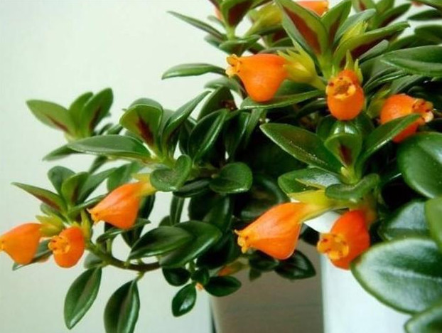 金鱼吊兰冬天怎么养才能爆盆,金鱼吊兰怎么养才能更旺盛肥沃