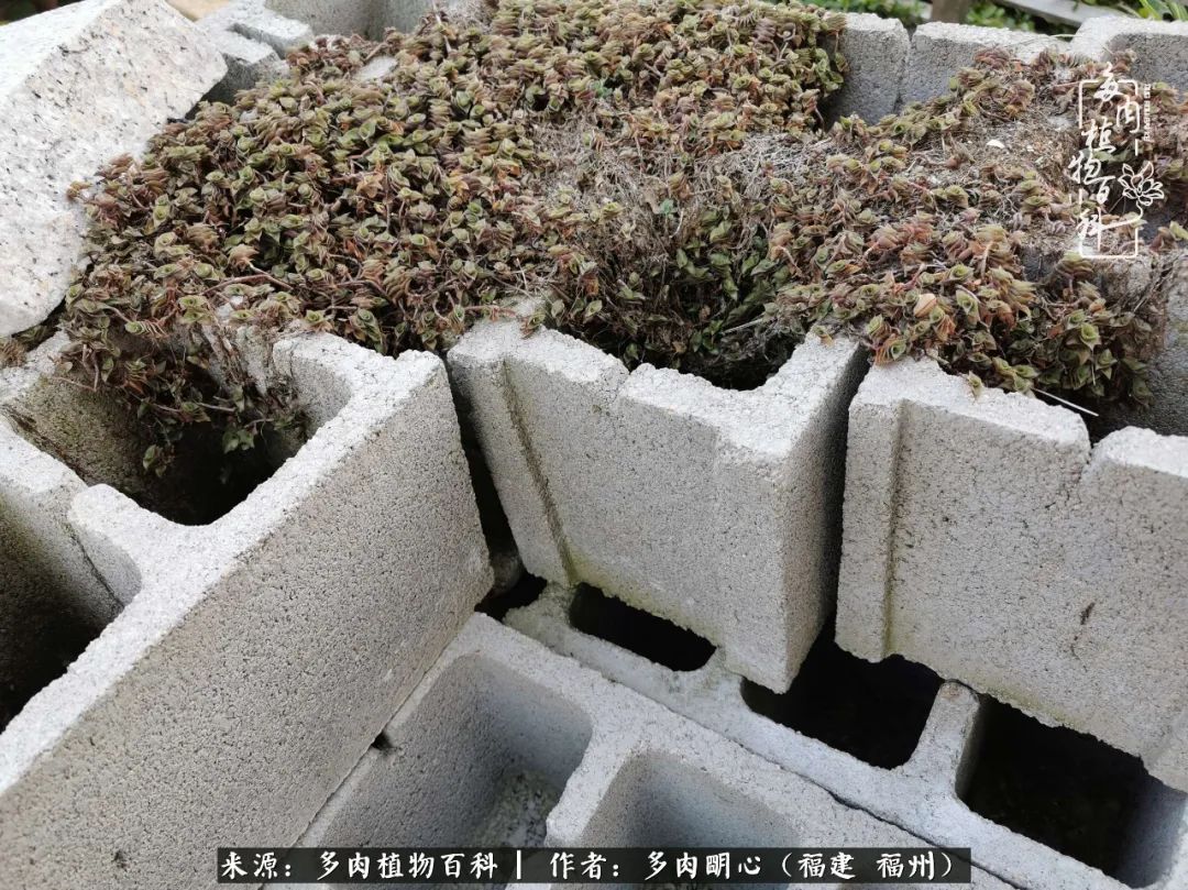 唯美雅致意境飘逸的多肉,蝶舞悠然多肉视频