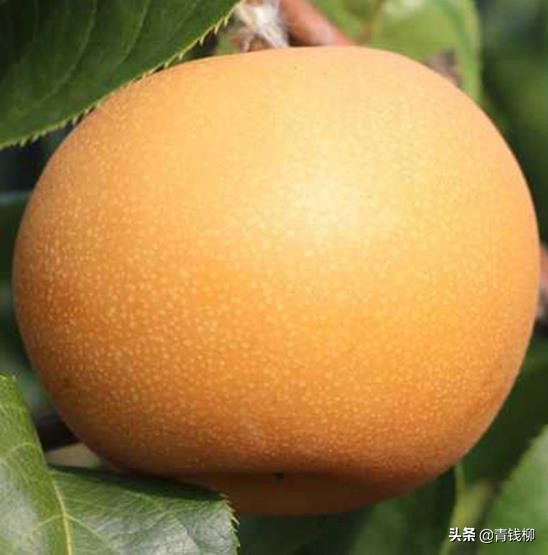 晚秋黄梨栽培技术与管理方法,晚秋黄梨怎样才能高产