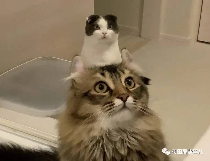 猫咪表情包喵星人,一组有故事的喵星人表情包