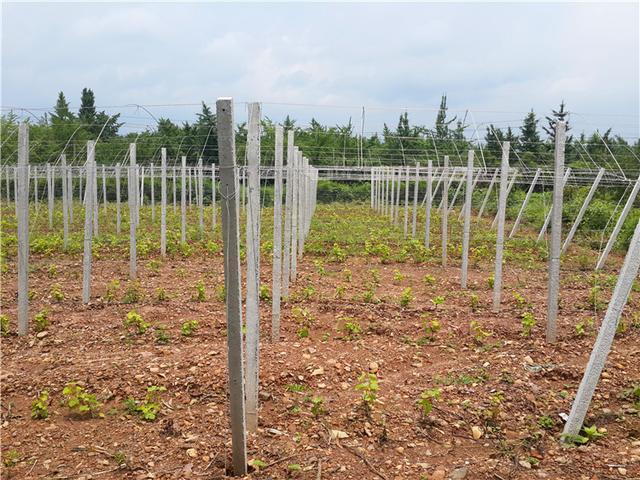 葡萄园里四季歌，春吐新芽、夏爬满架、秋收葡萄、冬埋雪下。