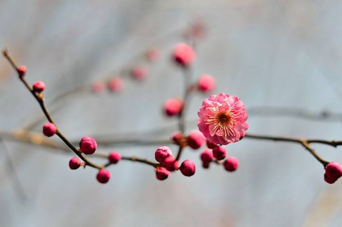古诗词中立春的诗词有哪些,写春的古诗赏析和感悟