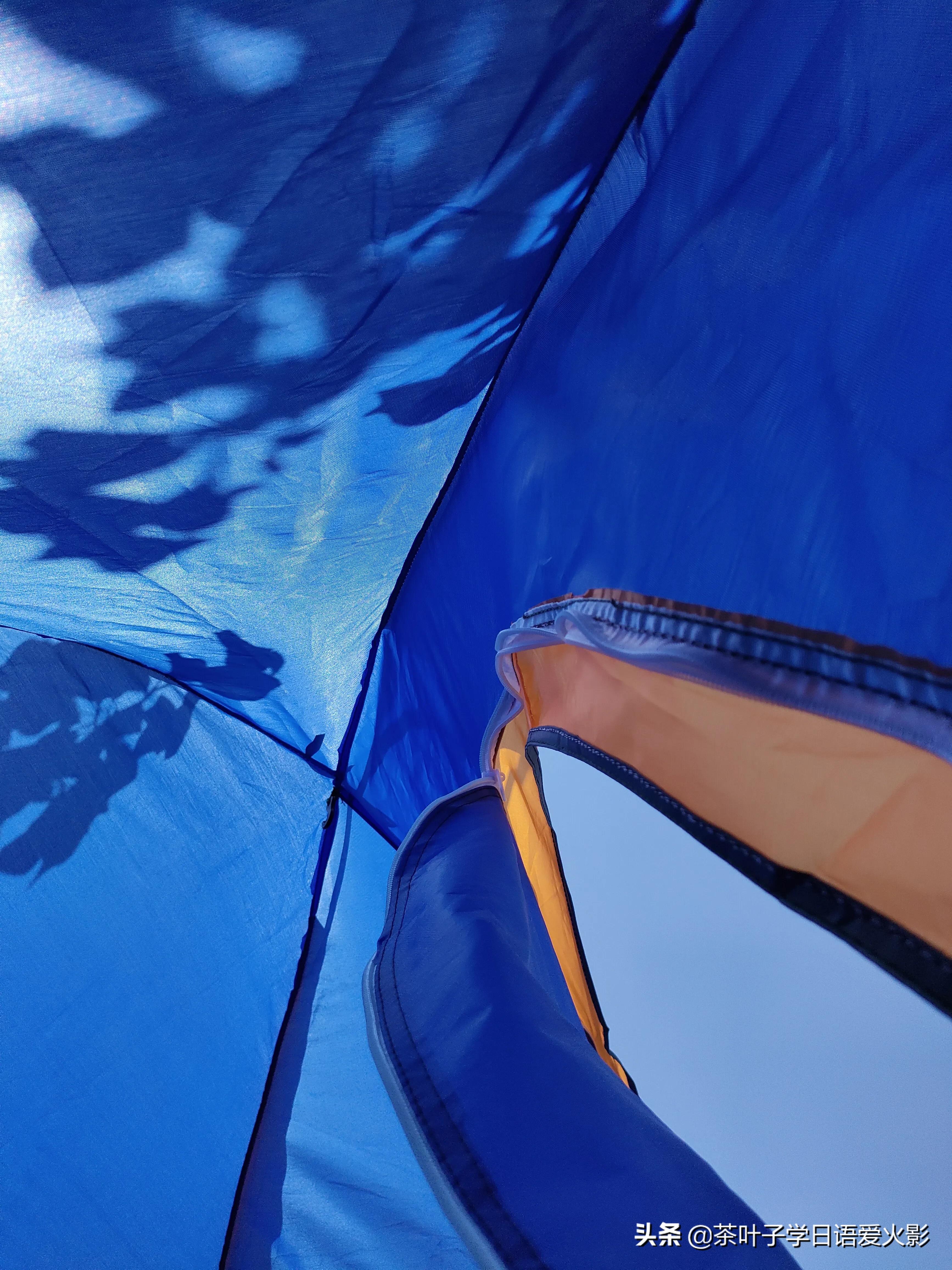 春天踏青适合去哪里玩,春天去上海辰山植物园攻略