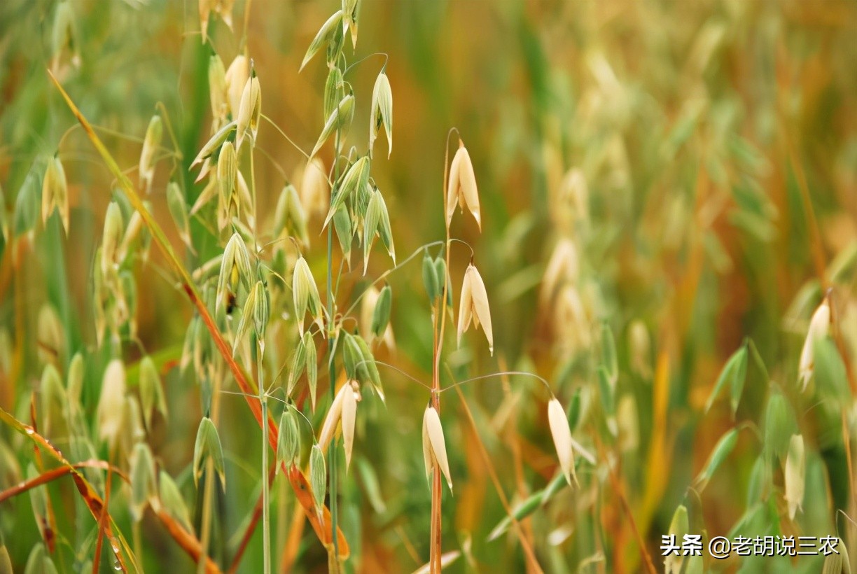 燕麦和各种野草,野燕麦草药