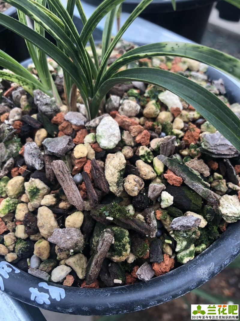 种兰花最好用什么植料,种兰花要用什么保湿