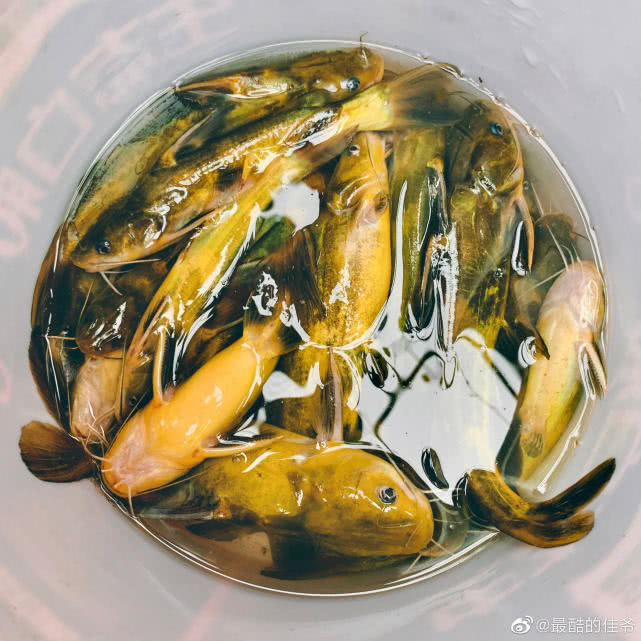 黄颡鱼叫什么名字,黄颡鱼湖南这边叫什么