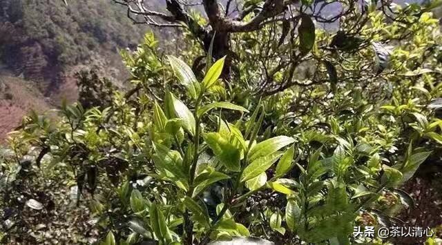 普洱茶造假的5种手段有哪些,普洱茶造假十大套路