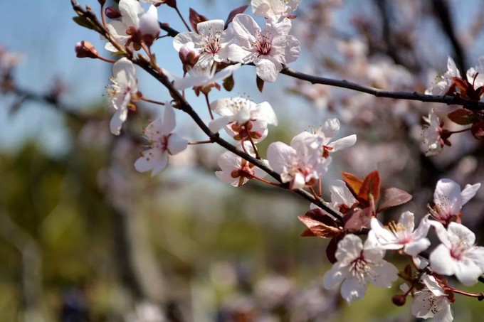 这一份公交交通指南，带你玩转上海各大景点